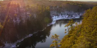 Faces of the Forest Maine