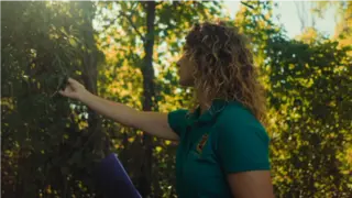 Forest service worker evaluating the trees