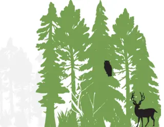 A mature forest with a deer and owl