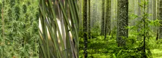 Hemp, bamboo and trees