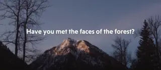 Have you met the faces of the forest?