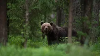 bear in the woods