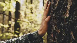 Touching a tree