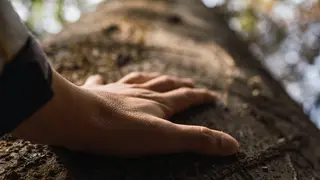 touching a tree