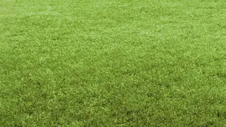 Dog with cardboard doghouse 