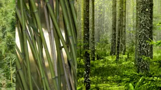 Hemp, bamboo and trees