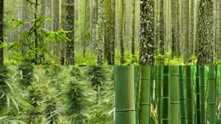 Bamboo, Hemp and Trees